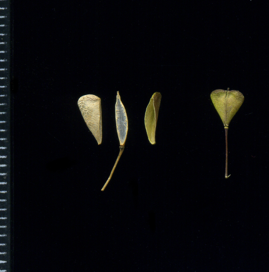 Image of Capsella bursa-pastoris specimen.