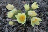 Pulsatilla orientali-sibirica