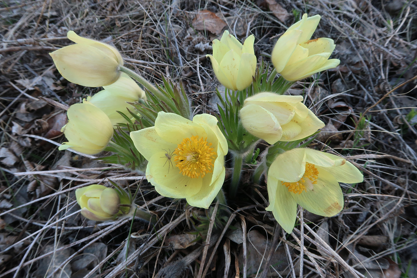 Изображение особи Pulsatilla orientali-sibirica.