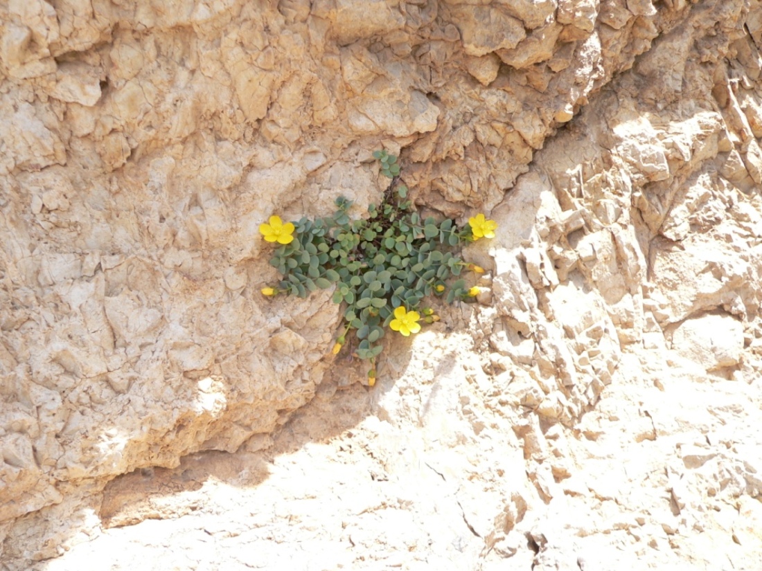 Image of Hypericum formosissimum specimen.