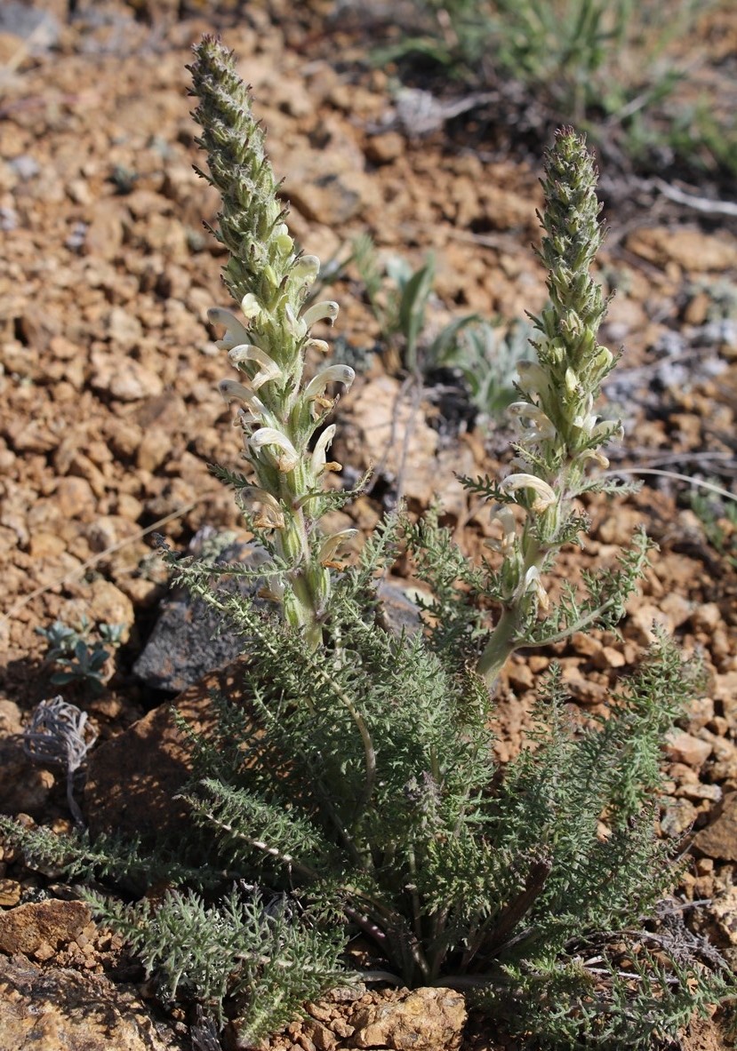 Изображение особи Pedicularis achilleifolia.