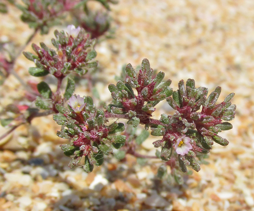 Image of Frankenia pulverulenta specimen.