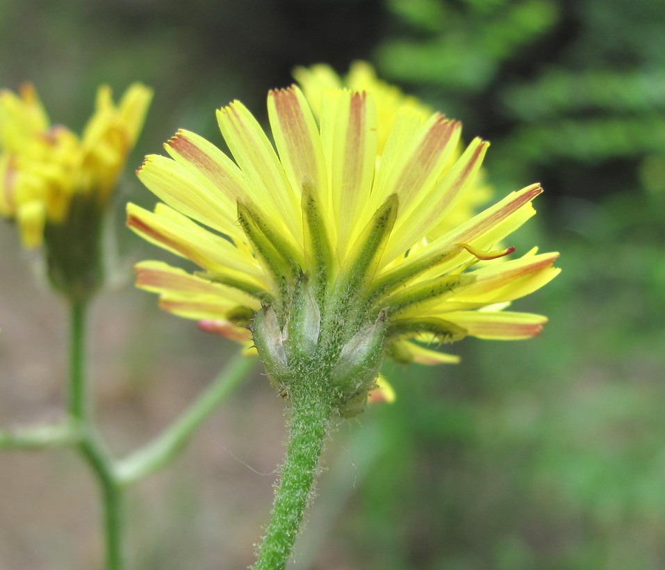 Image of Crepis marschallii specimen.