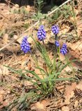 Muscari armeniacum. Цветущее растение. Краснодарский край, Черноморское побережье Кавказа, г. Новороссийск, окр. м. Мысхако, пушистодубовый лес. 6 апреля 2018 г.