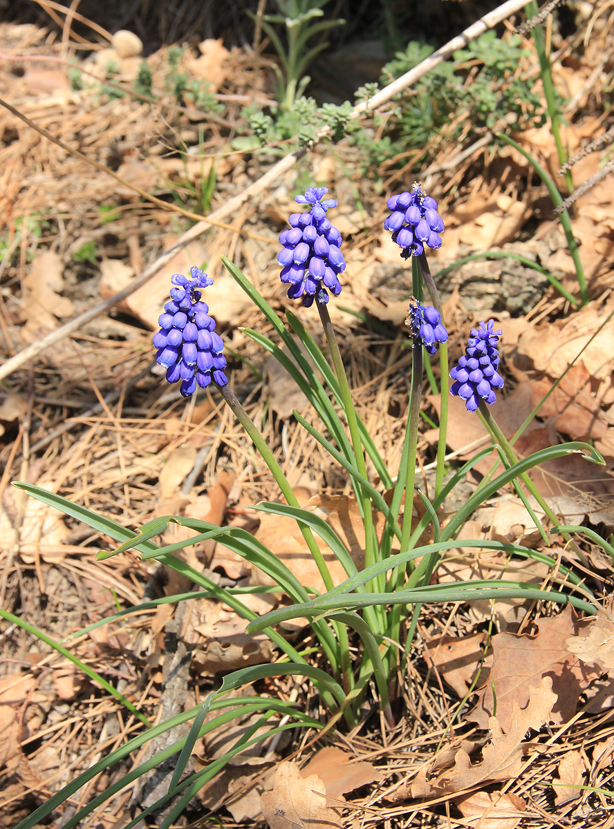 Image of Muscari armeniacum specimen.