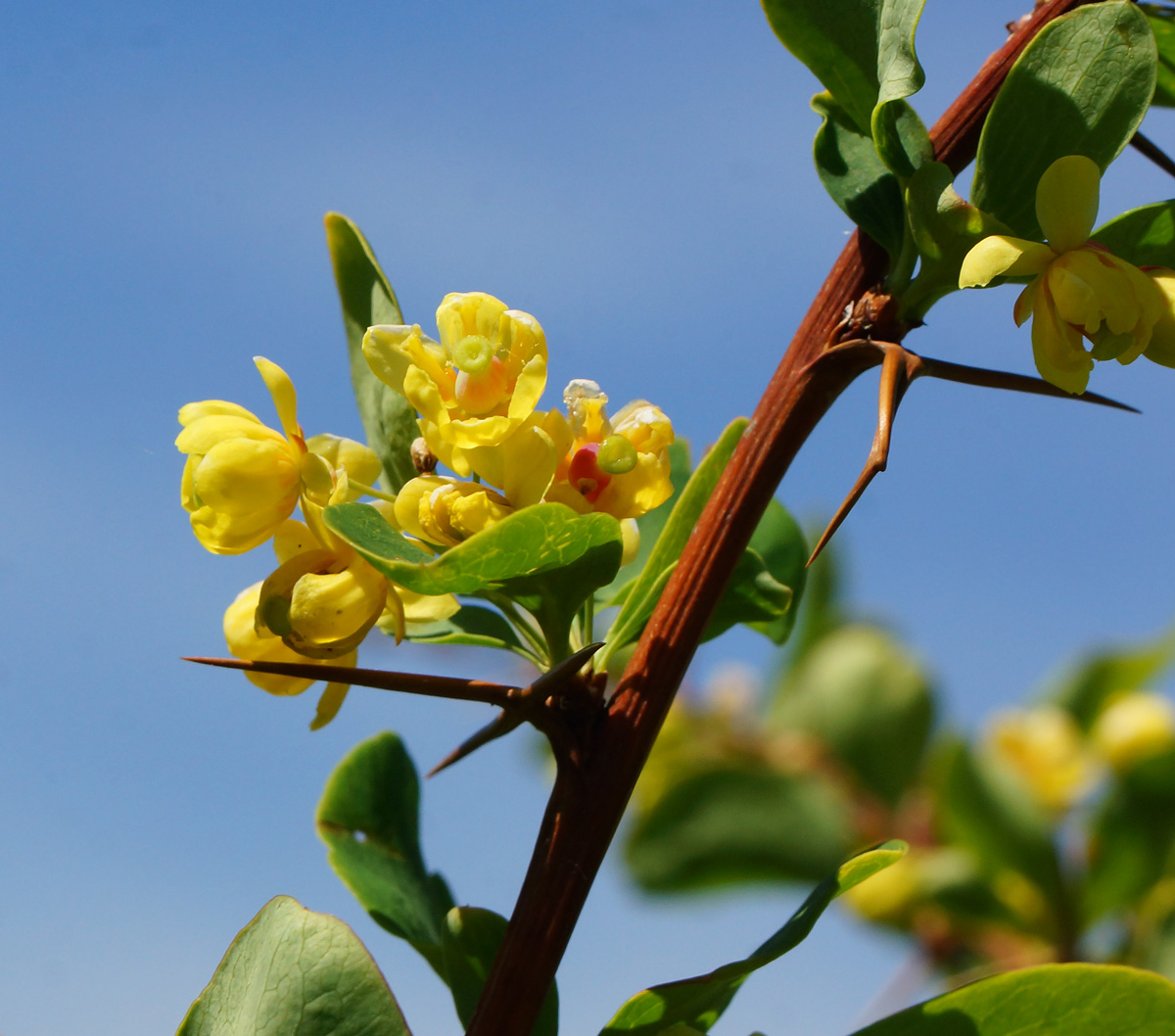 Image of Berberis sphaerocarpa specimen.