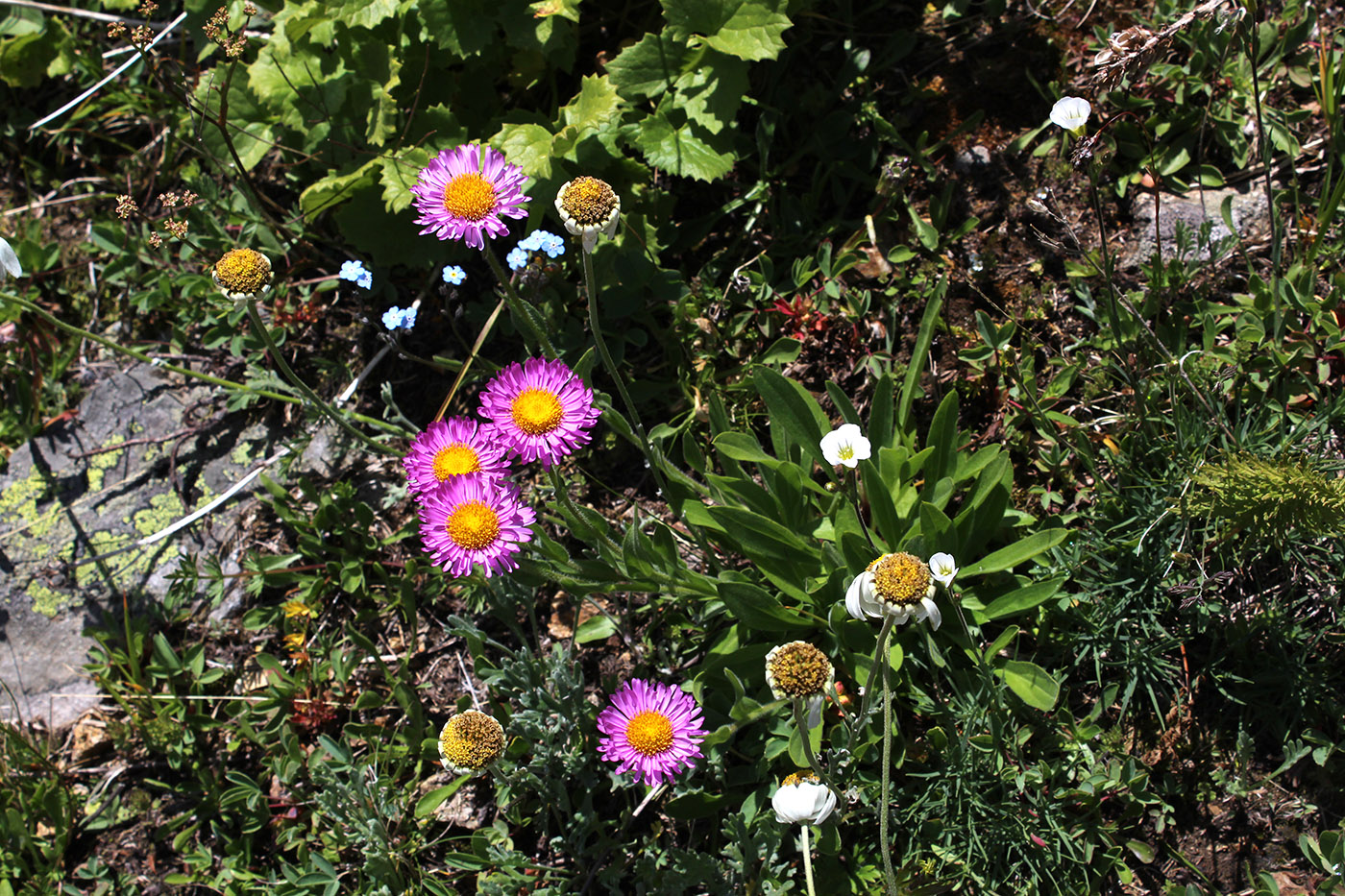 Image of Erigeron venustus specimen.