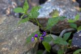 Solanum dulcamara. Верхняя часть цветущего растения с погрызенными листьями. Тверская обл., Торопецкий р-н, окр. дер. Кузнецово, берег р. Сережа у истока из оз. Наговье. 09.08.2018.