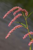 Persicaria lapathifolia