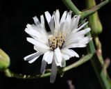 Lactuca tuberosa