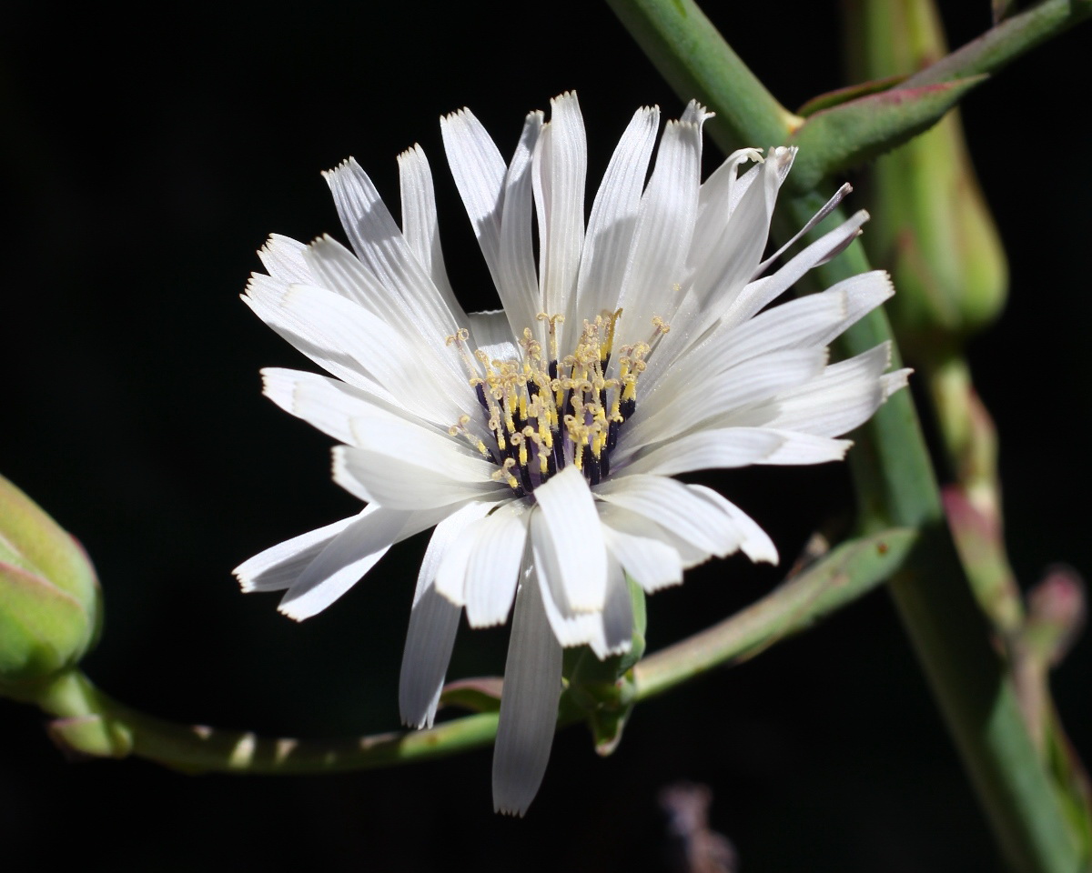 Изображение особи Lactuca tuberosa.