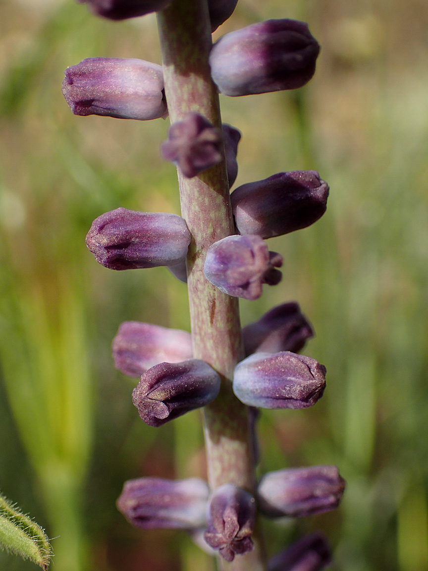Image of Leopoldia cycladica ssp. subsessilis specimen.