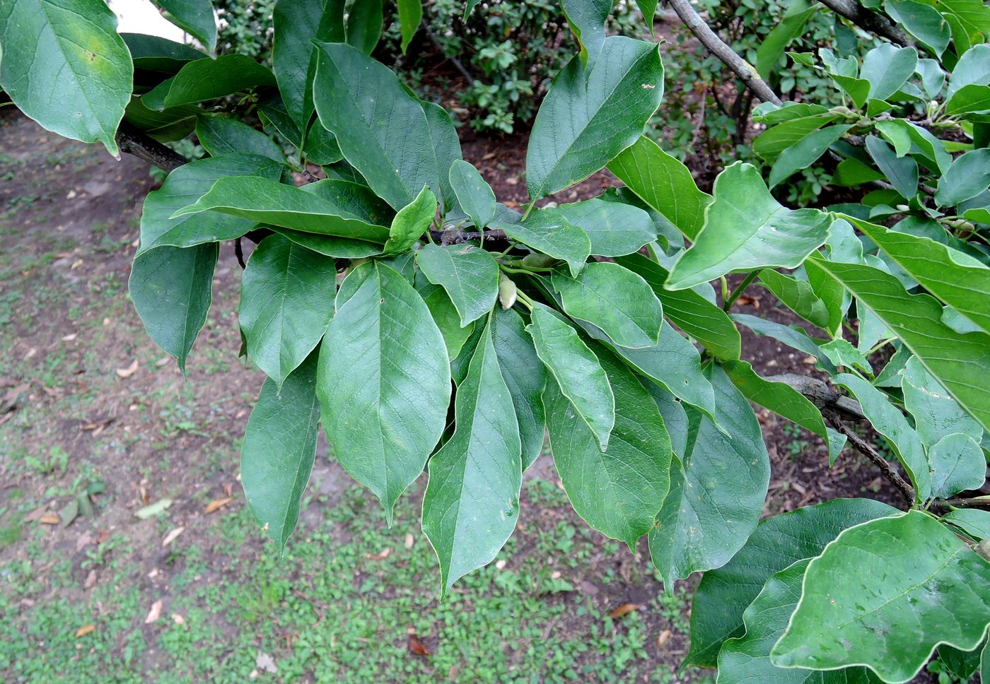 Изображение особи Magnolia kobus.