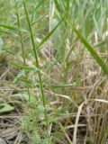 Linum tenuifolium