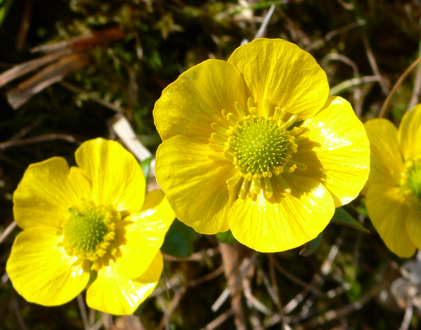 Изображение особи Ranunculus nivalis.