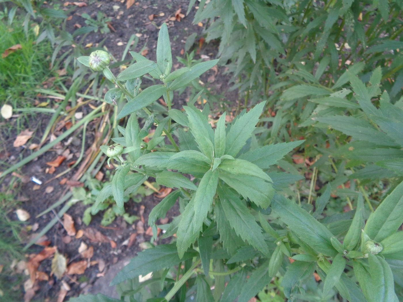 Изображение особи Leucanthemella serotina.