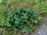 Astragalus frigidus