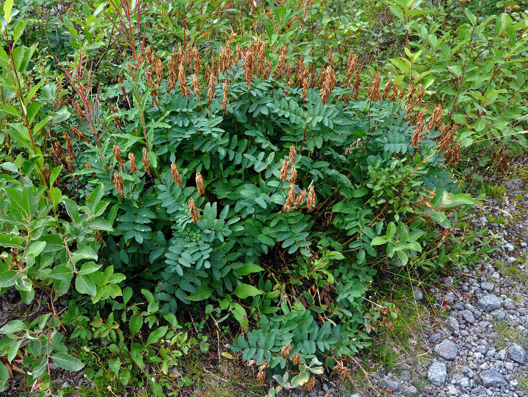 Изображение особи Astragalus frigidus.