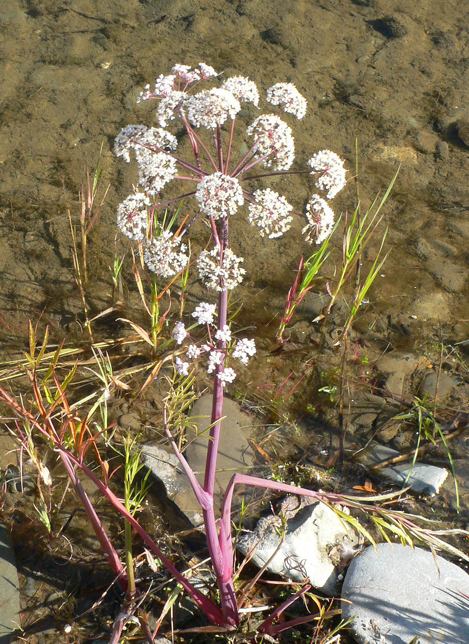 Image of Cicuta virosa specimen.