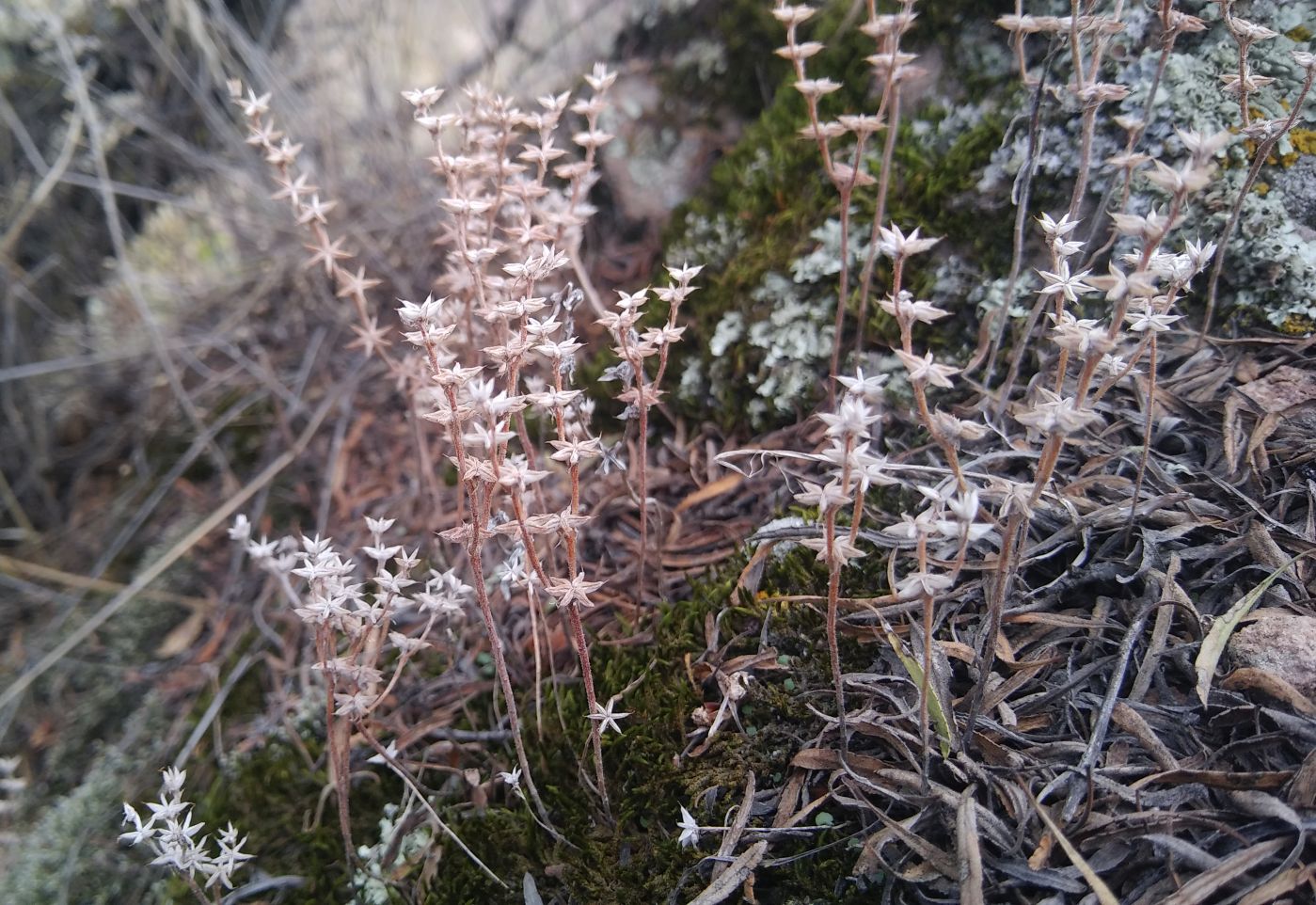 Изображение особи Sedum hispanicum.