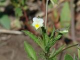 Viola arvensis. Верхушка цветущего растения. Иркутская обл., Боханский р-н, окр. с. Бохан, остепнённый луг. 11.06.2018.