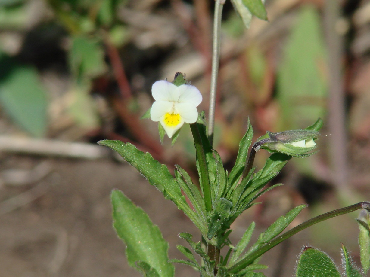 Изображение особи Viola arvensis.