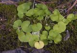 Viola biflora. Плодоносящее растение. Республика Алтай, Кош-Агачский р-н, Северо-Чуйский хребет, долина р. Актру, подножие поросшего лиственницей каменистого склона северо-западной экспозиции, заболоченный берег ручья. 14.08.2018.