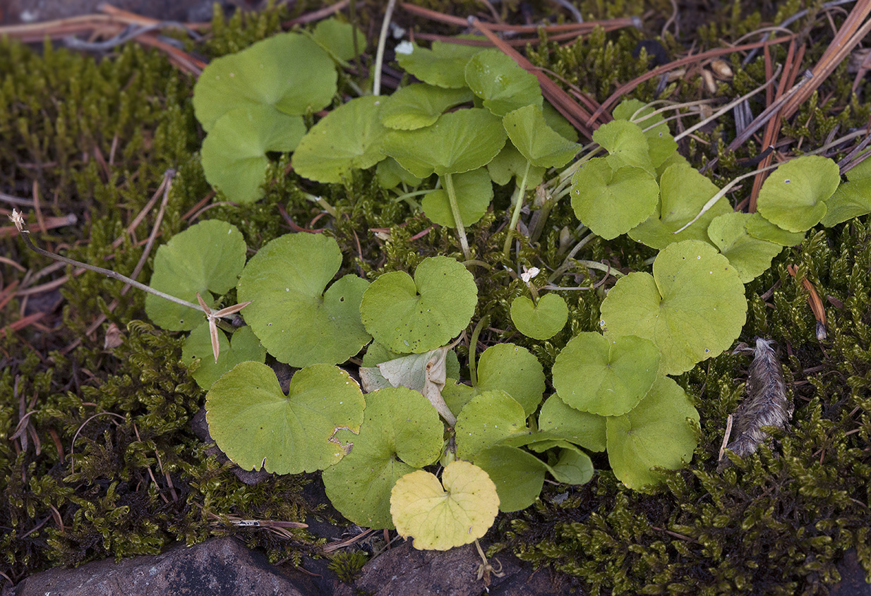 Image of Viola biflora specimen.