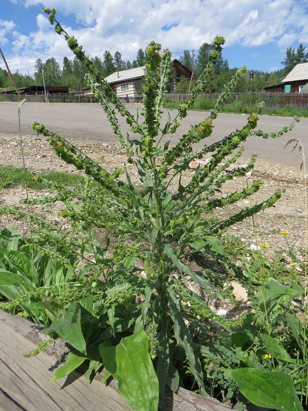 Image of Cynoglossum officinale specimen.