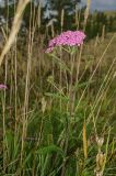 Achillea asiatica