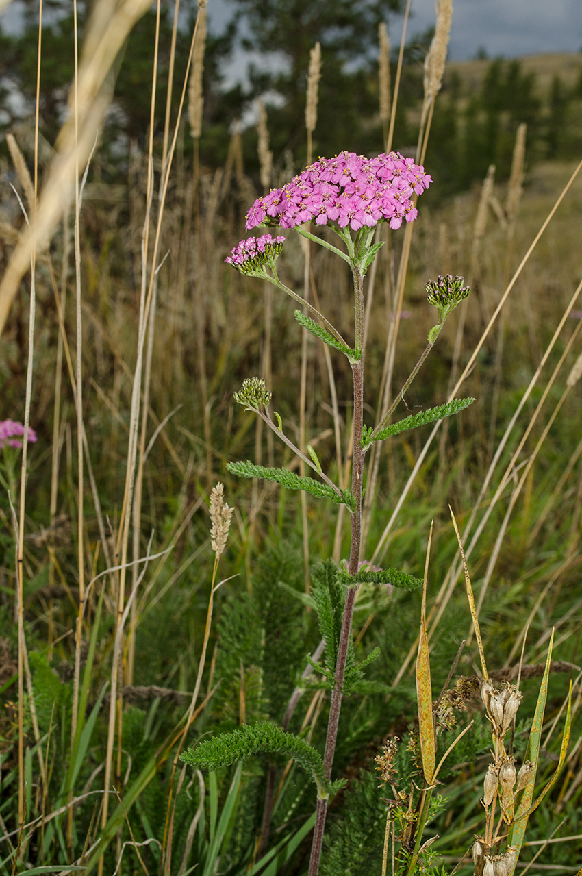 Image of Achillea asiatica specimen.