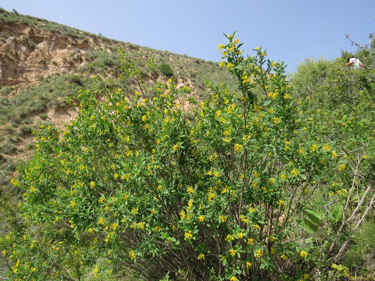 Image of Restella alberti specimen.