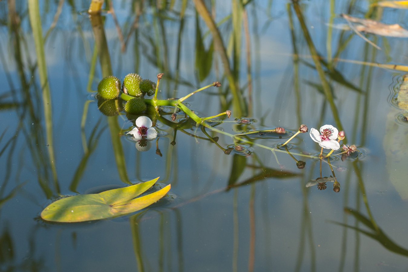 Image of Sagittaria sagittifolia specimen.