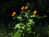 Trollius asiaticus