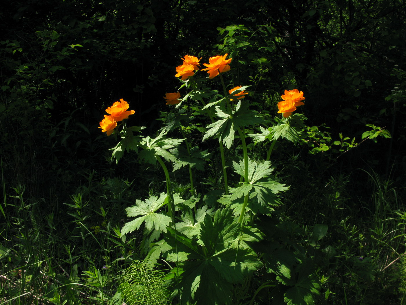 Image of Trollius asiaticus specimen.