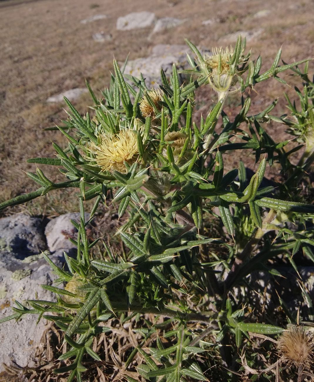 Image of Cirsium kosmelii specimen.