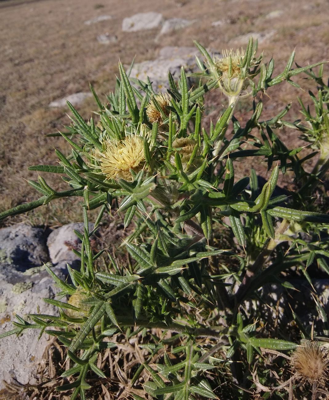 Изображение особи Cirsium kosmelii.