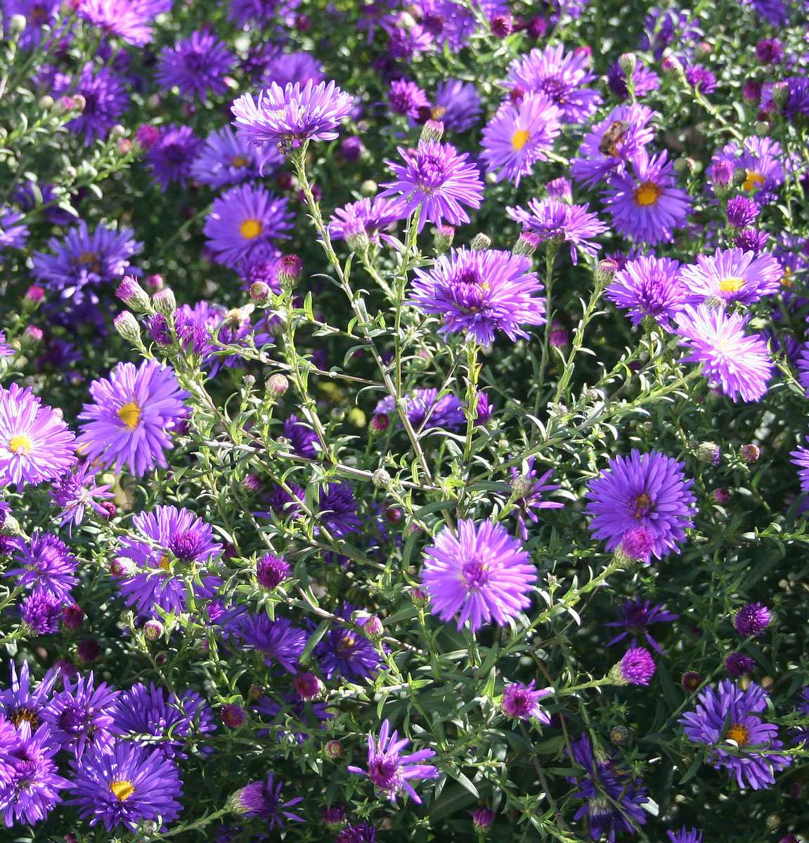 Image of Symphyotrichum &times; versicolor specimen.