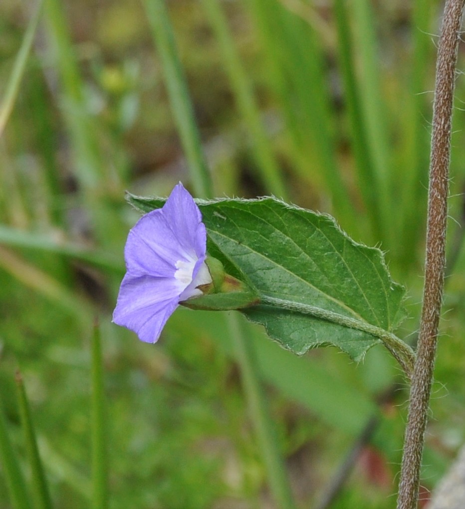Image of Convolvulus siculus specimen.