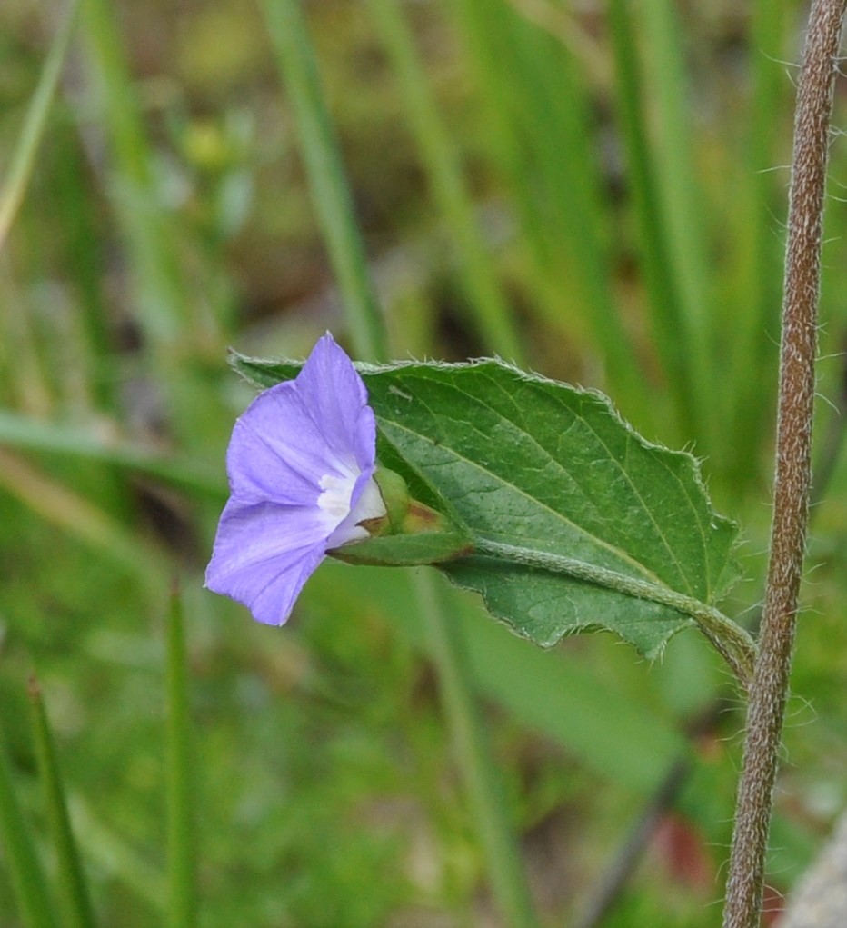 Изображение особи Convolvulus siculus.