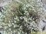 Ziziphora clinopodioides