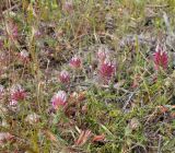 Trifolium pamphylicum