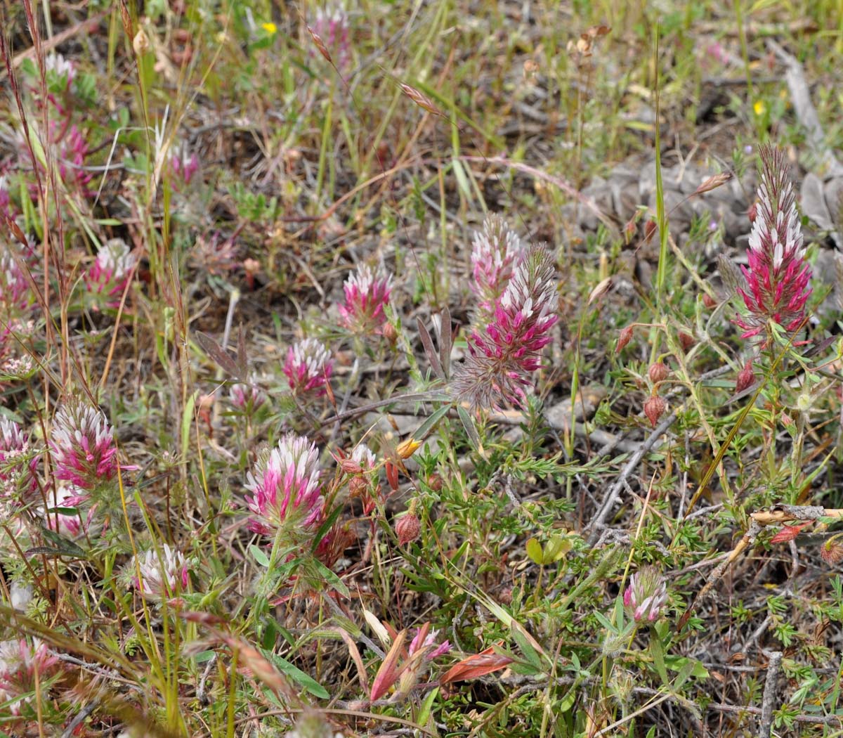 Изображение особи Trifolium pamphylicum.