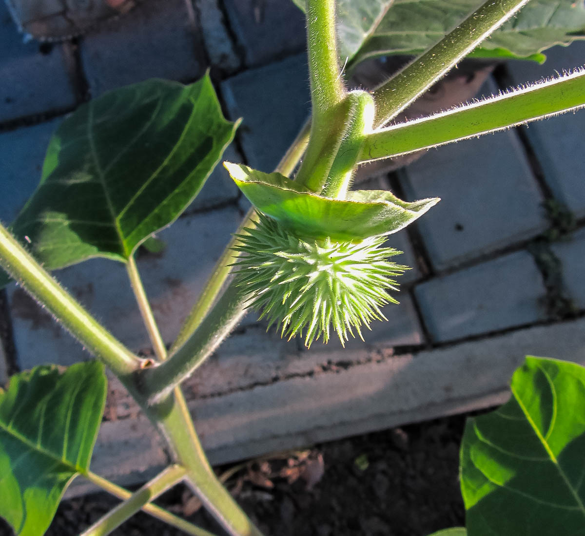 Image of Datura innoxia specimen.