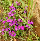 genus Aubrieta