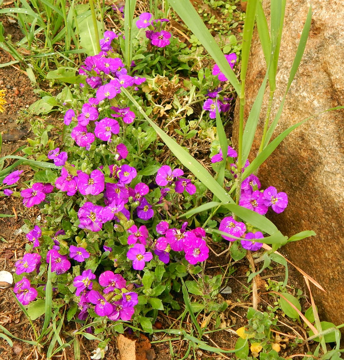 Изображение особи род Aubrieta.