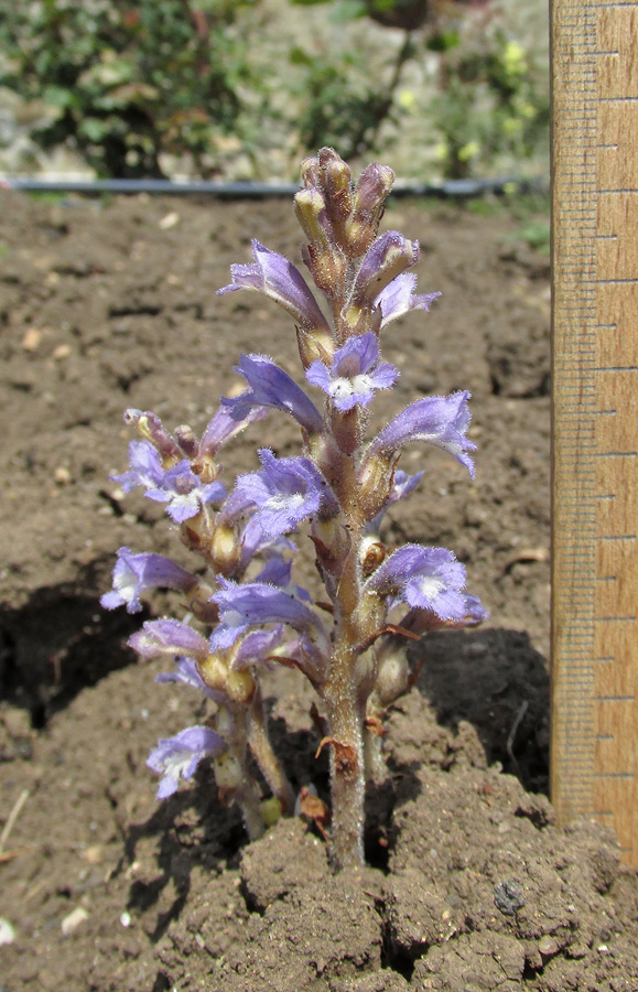 Image of Phelipanche mutelii specimen.