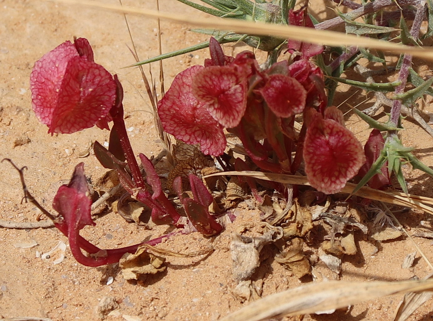 Изображение особи Rumex vesicarius.