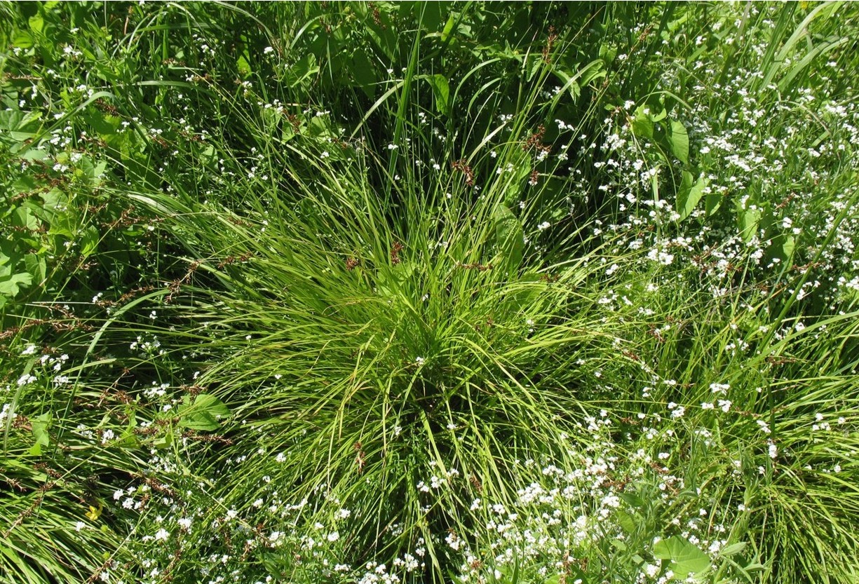 Image of Carex elongata specimen.