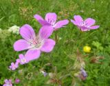 Geranium sylvaticum. Цветки. Украина, Закарпатская обл., Тячевский р-н, с. Усть-Черная, поляна на горе Стоги. 21.06.2010.